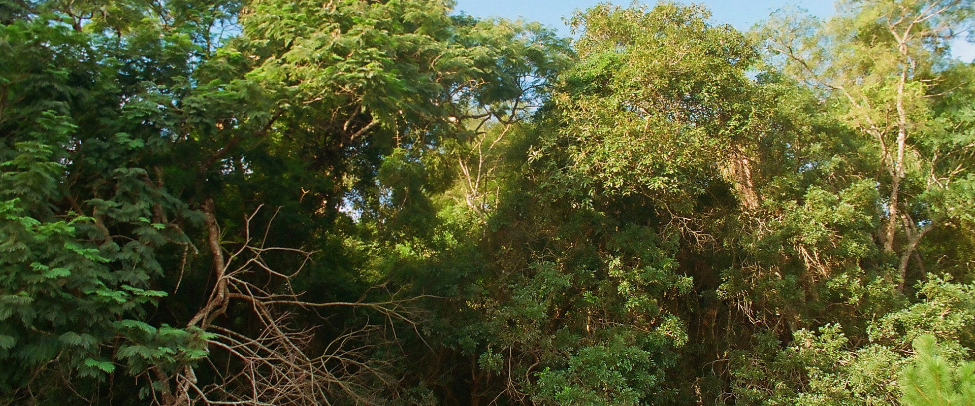 Ibiúna backdrop