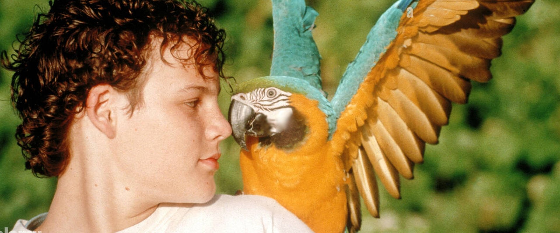 The Real Macaw backdrop