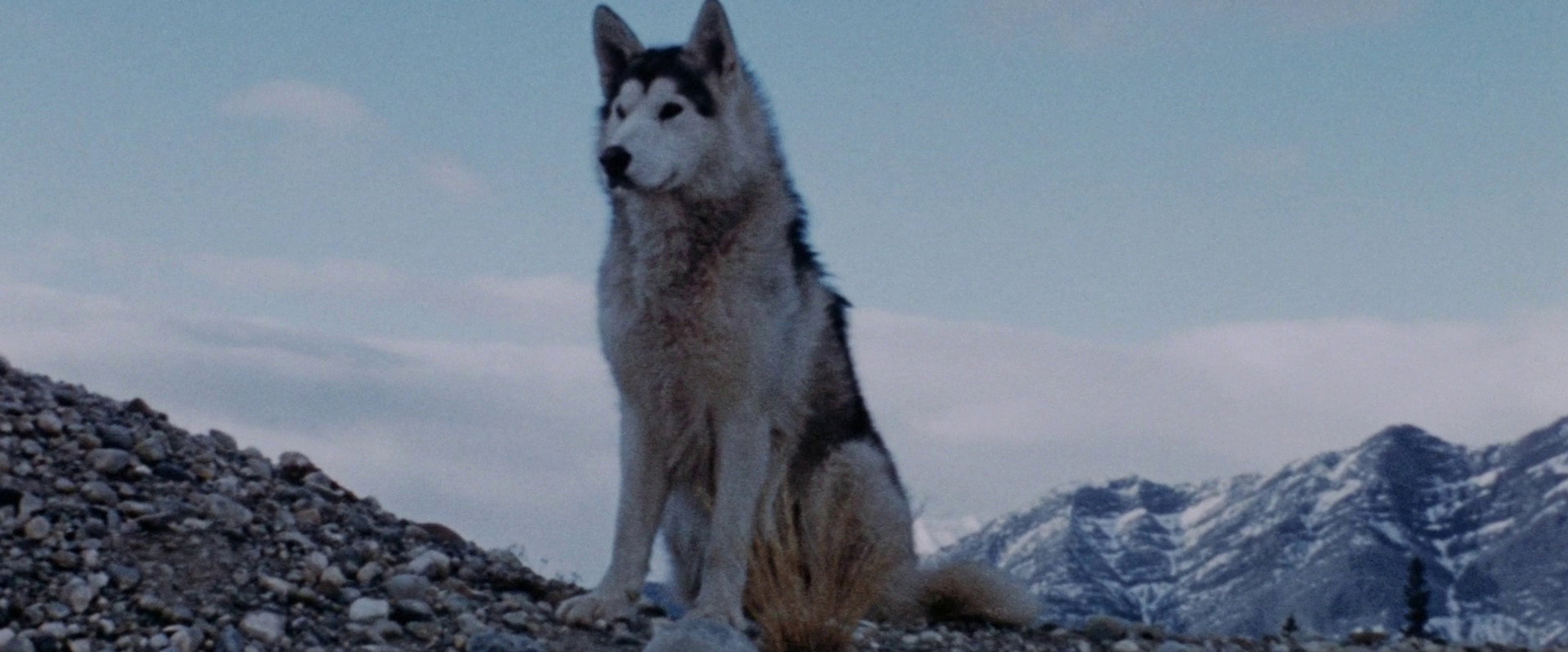 Nikki, Wild Dog of the North backdrop