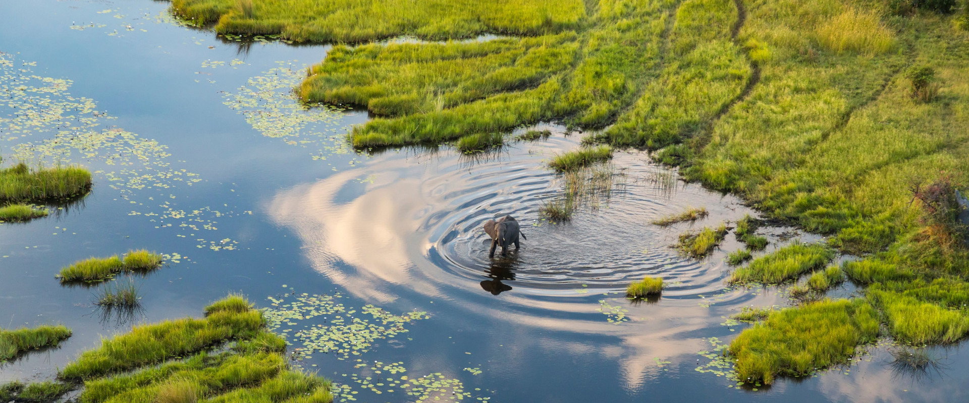Okavango: A Flood of Life backdrop