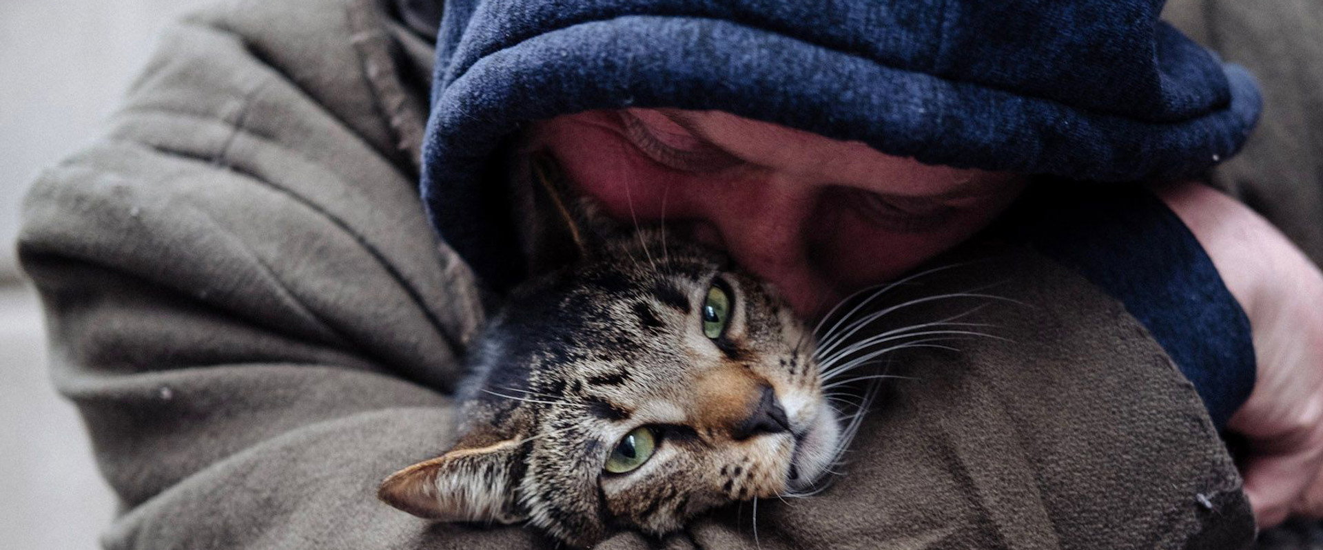 Cat Daddies backdrop