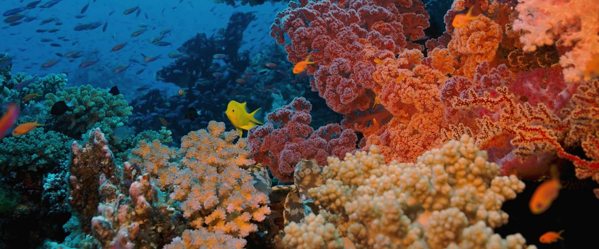 Coral Reef Adventure backdrop