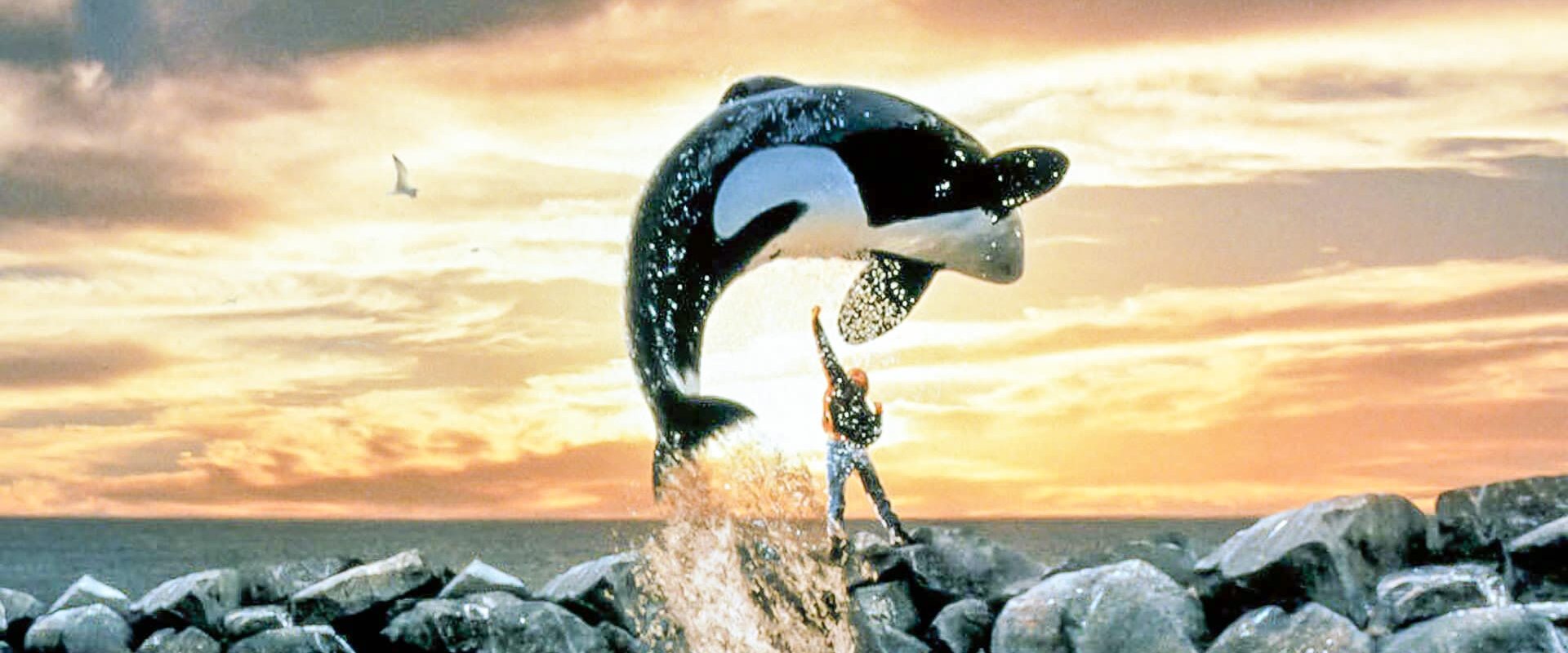 Free Willy backdrop
