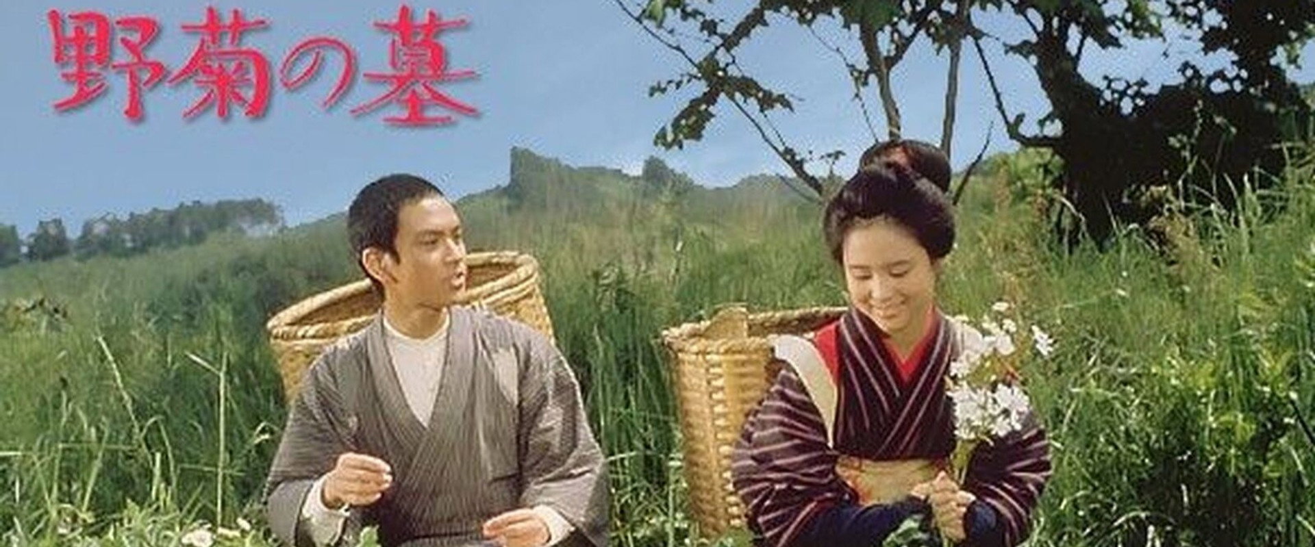 The Wild Daisy backdrop