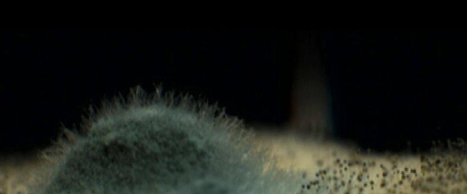 Mold backdrop