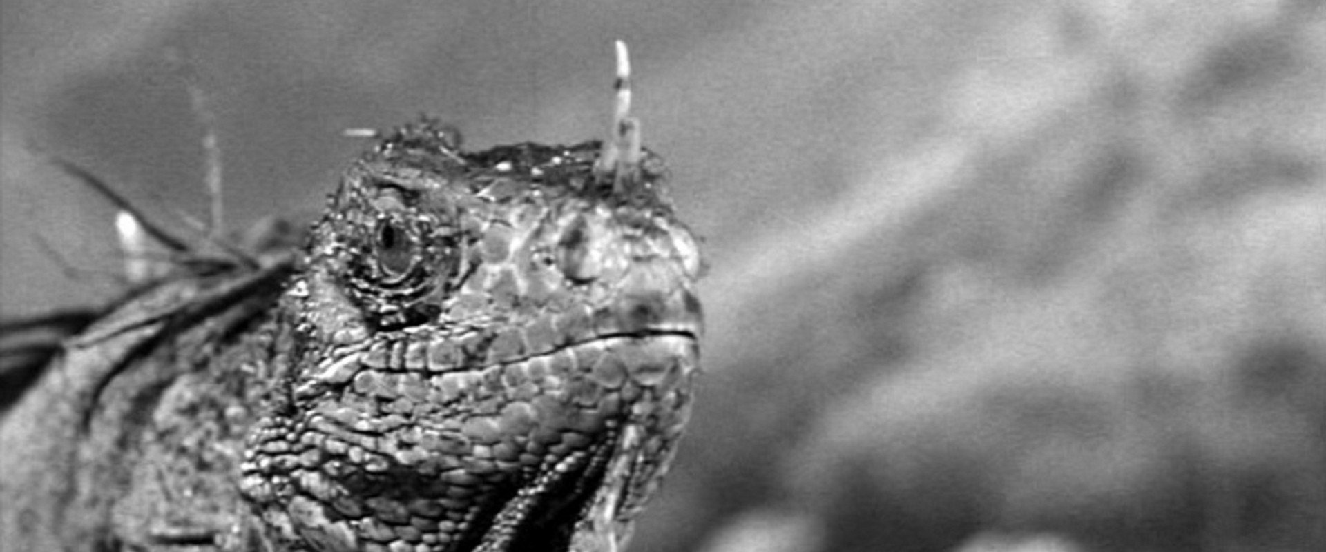 King Dinosaur backdrop