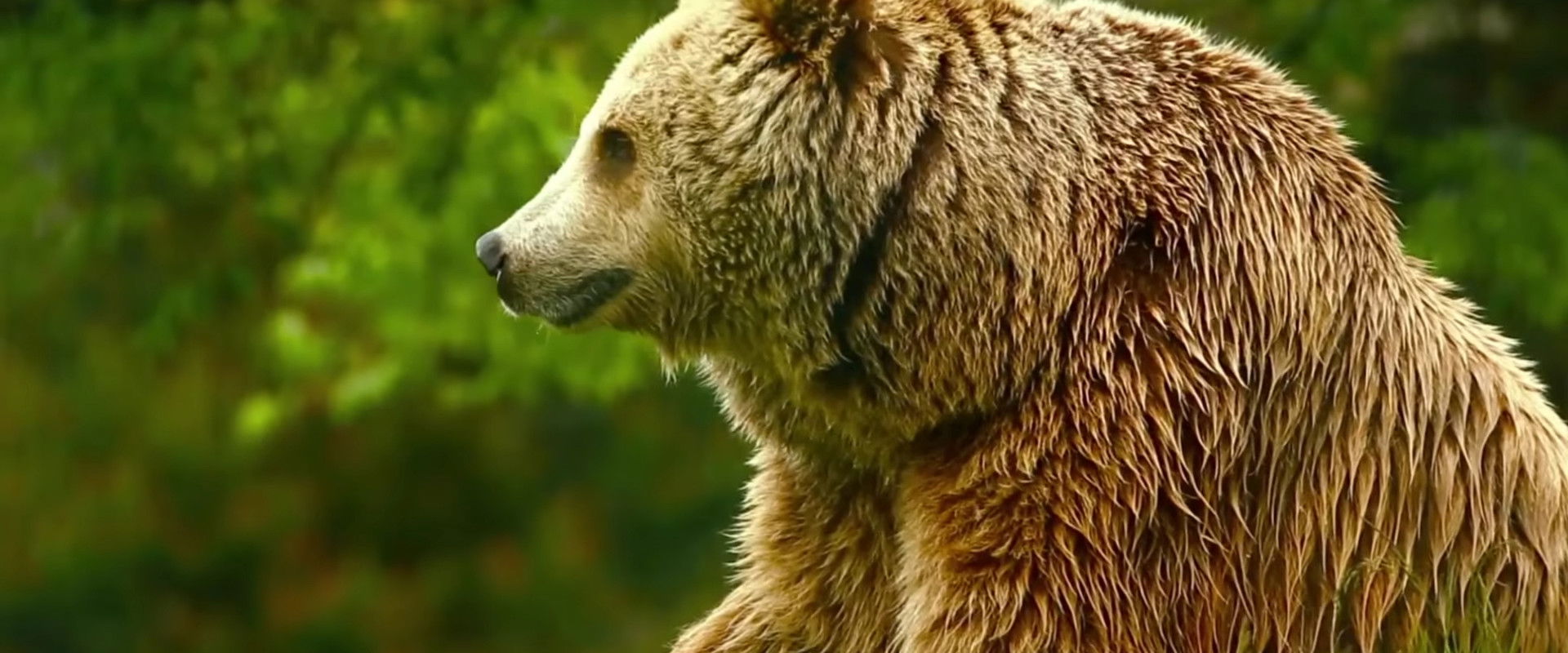 Unedited Footage of a Bear backdrop