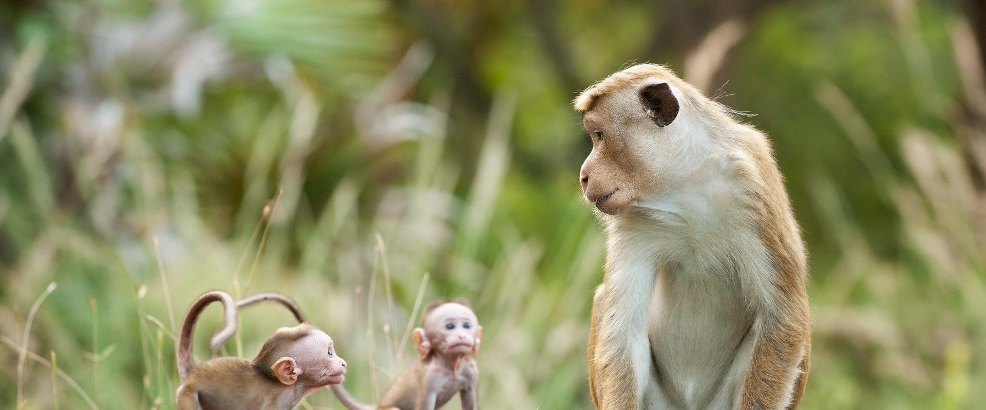 Monkey Kingdom backdrop