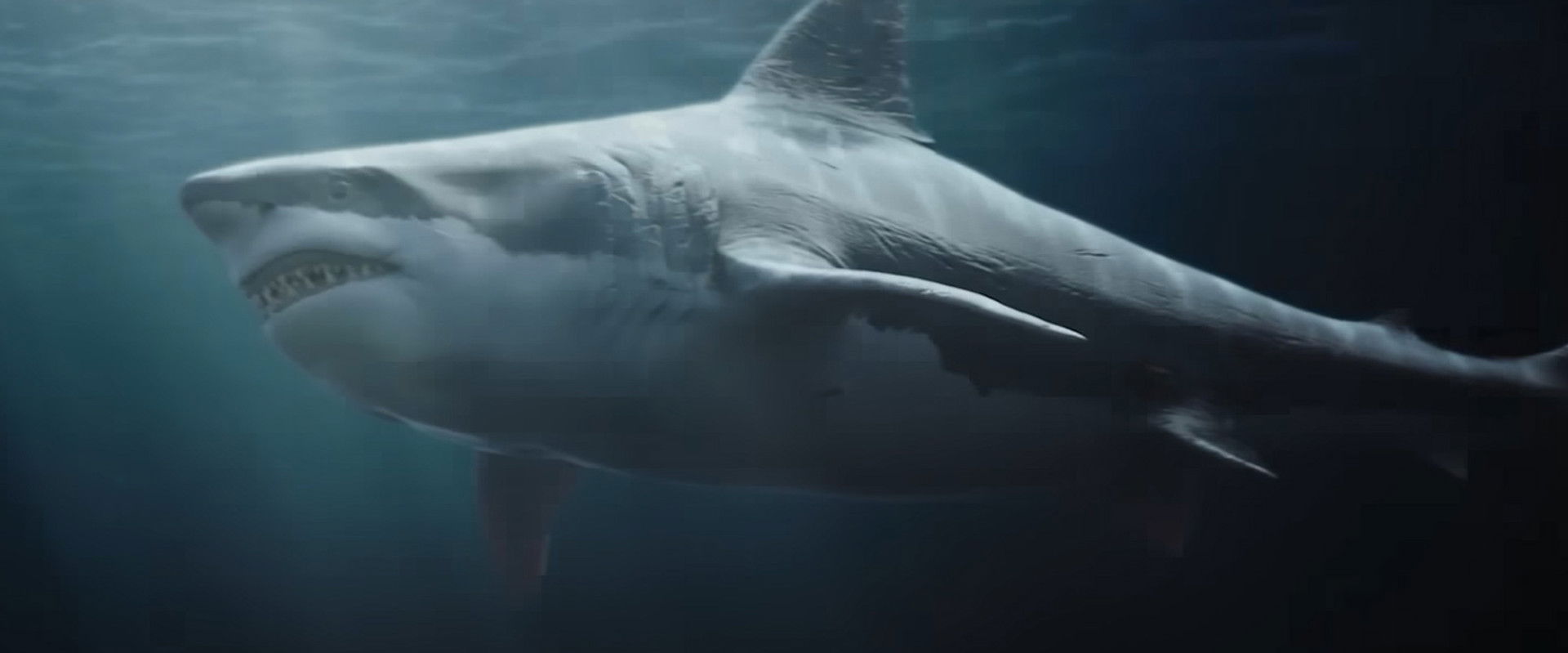 Killer Shark backdrop