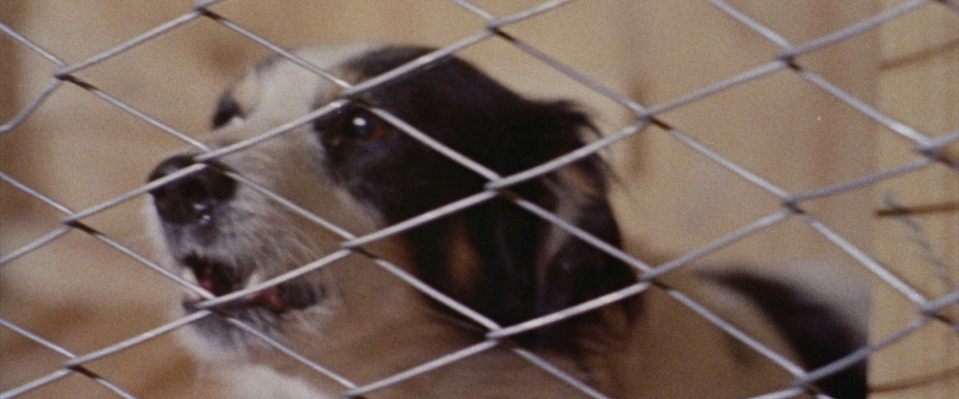 Mondo Cane 2