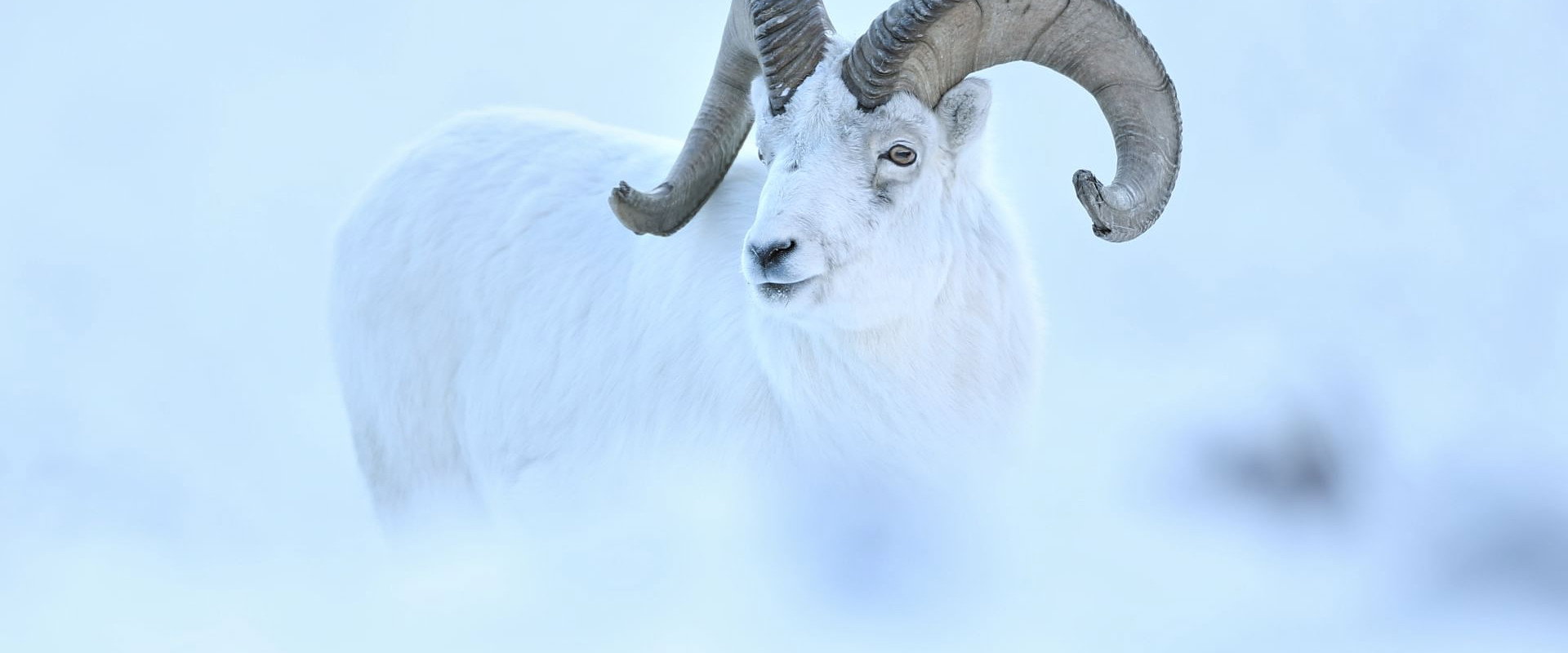 A White Dream