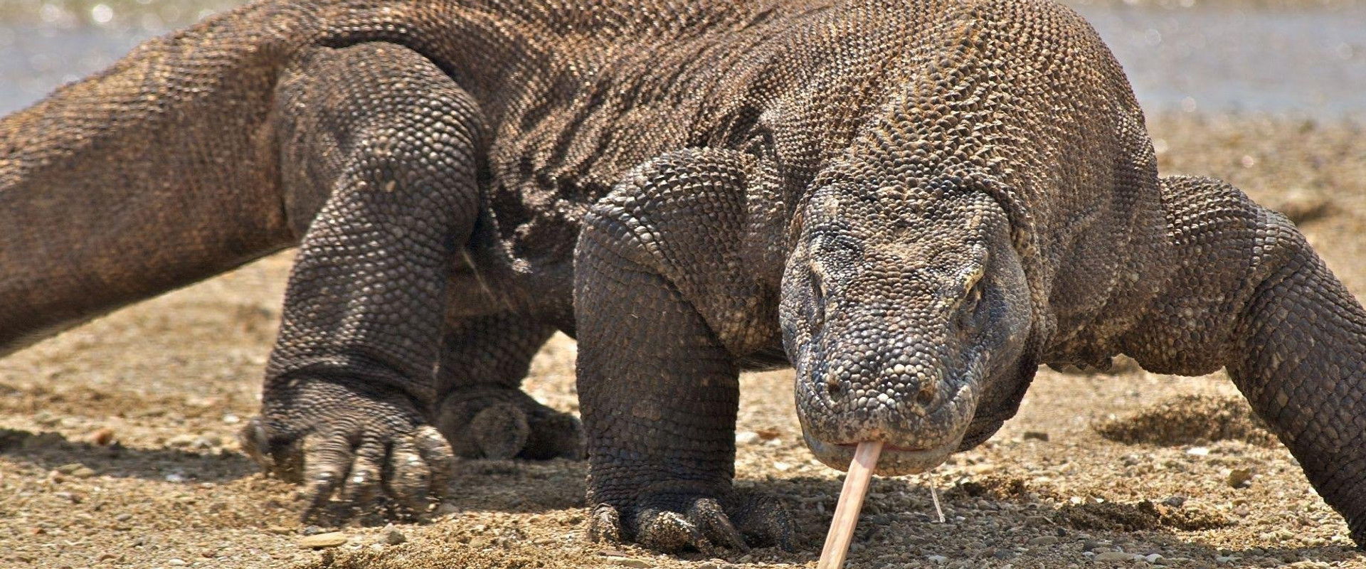 Nature's Biggest Beasts's banner image