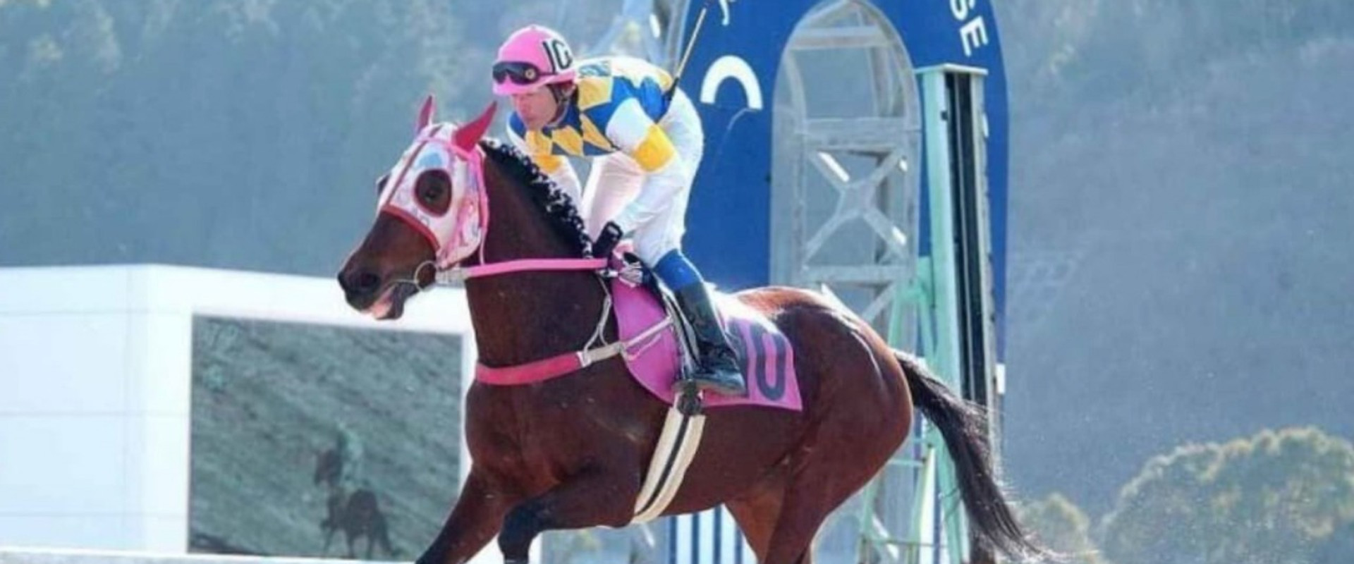 Haru Urara's banner image