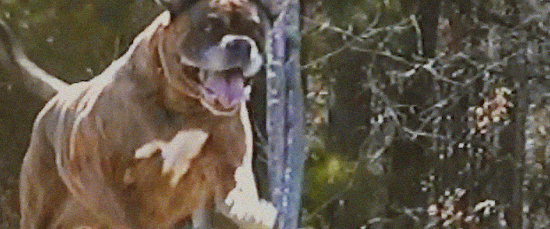 Bonkey: The Mutated's banner image