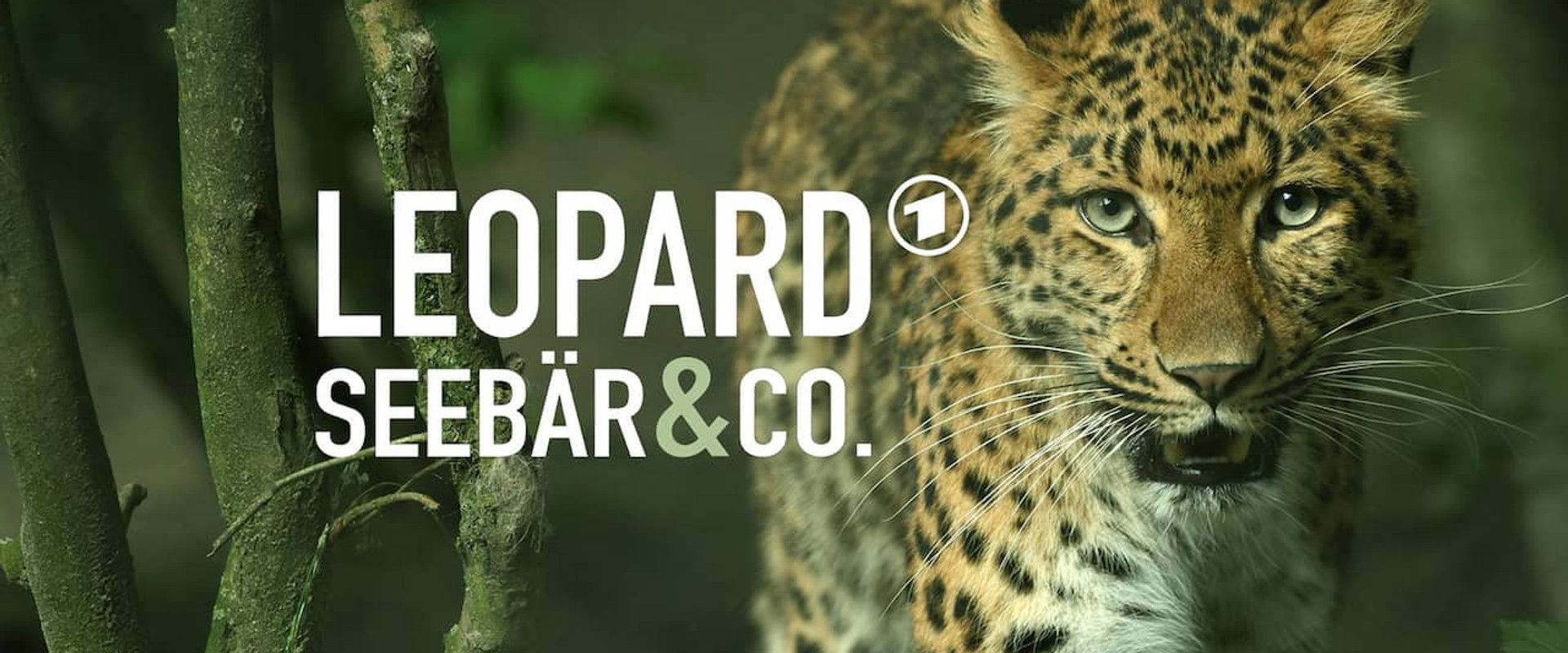 Leopard, Seebär & Co.