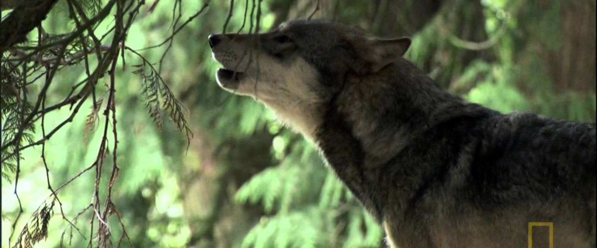 A Man Among Wolves
