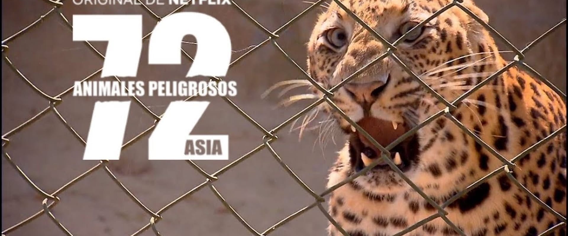 72 animali pericolosi: Asia