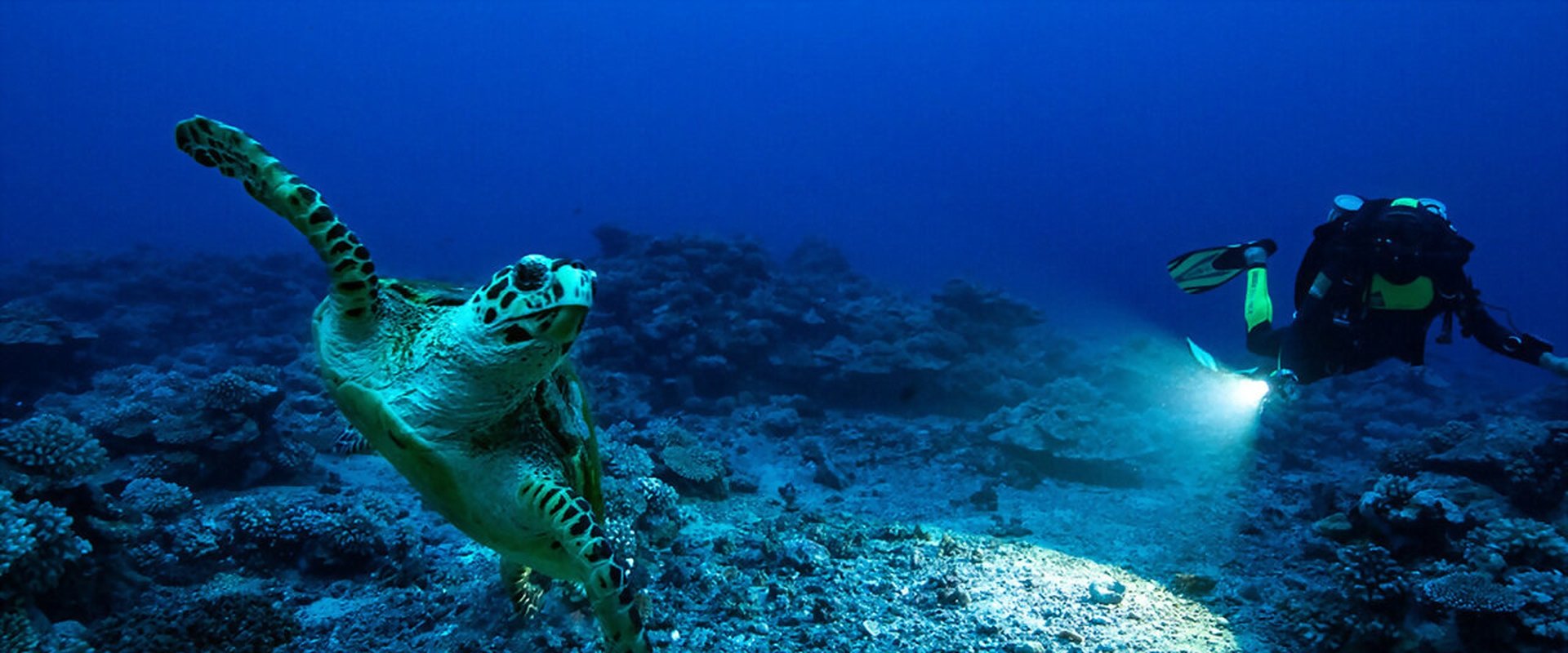 Perpetual Planet: Heroes of the Oceans