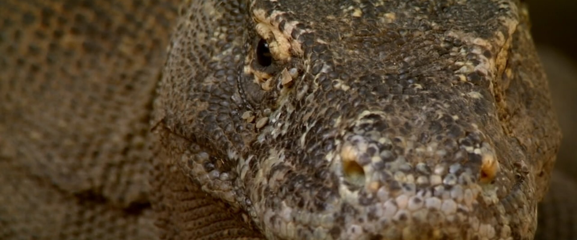 The Natural World--Komodo: The Deadly Bite