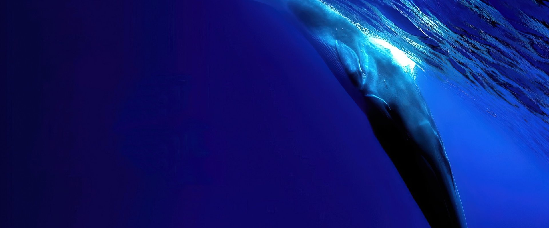 The Loneliest Whale: The Search for 52
