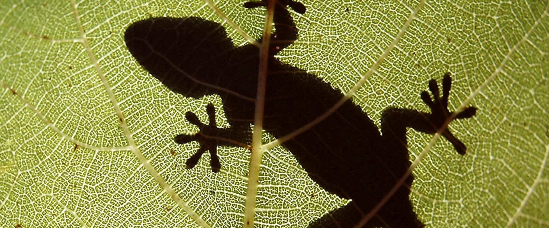 The Secret World of Nature: Spain