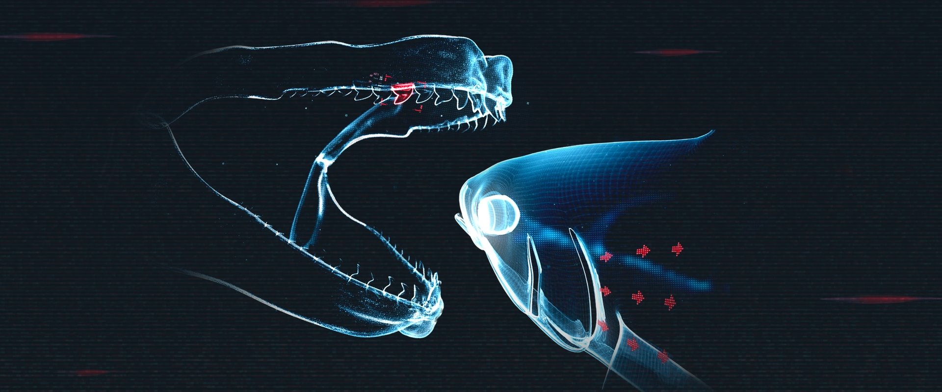 Shark vs. Tuna