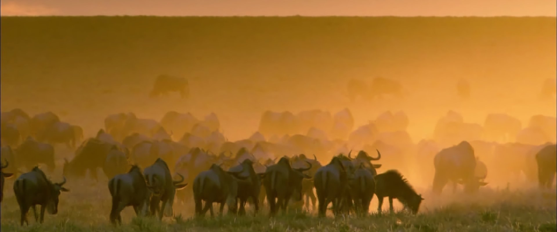 Wildlife Specials