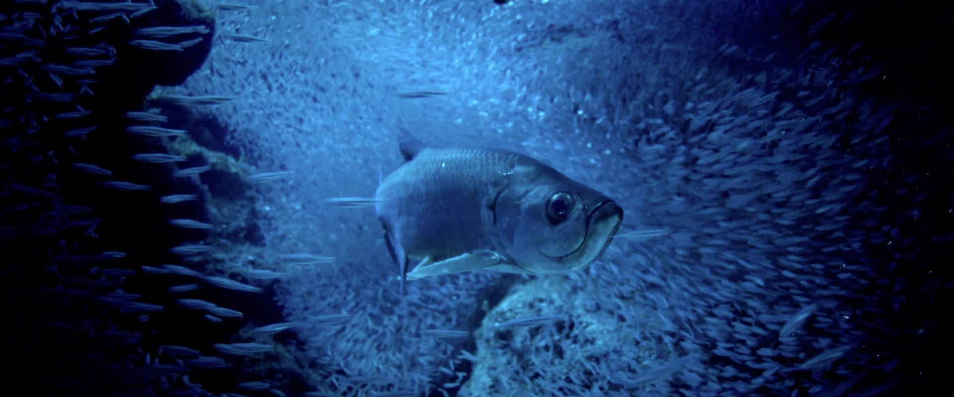 Atlantic: The Wildest Ocean on Earth