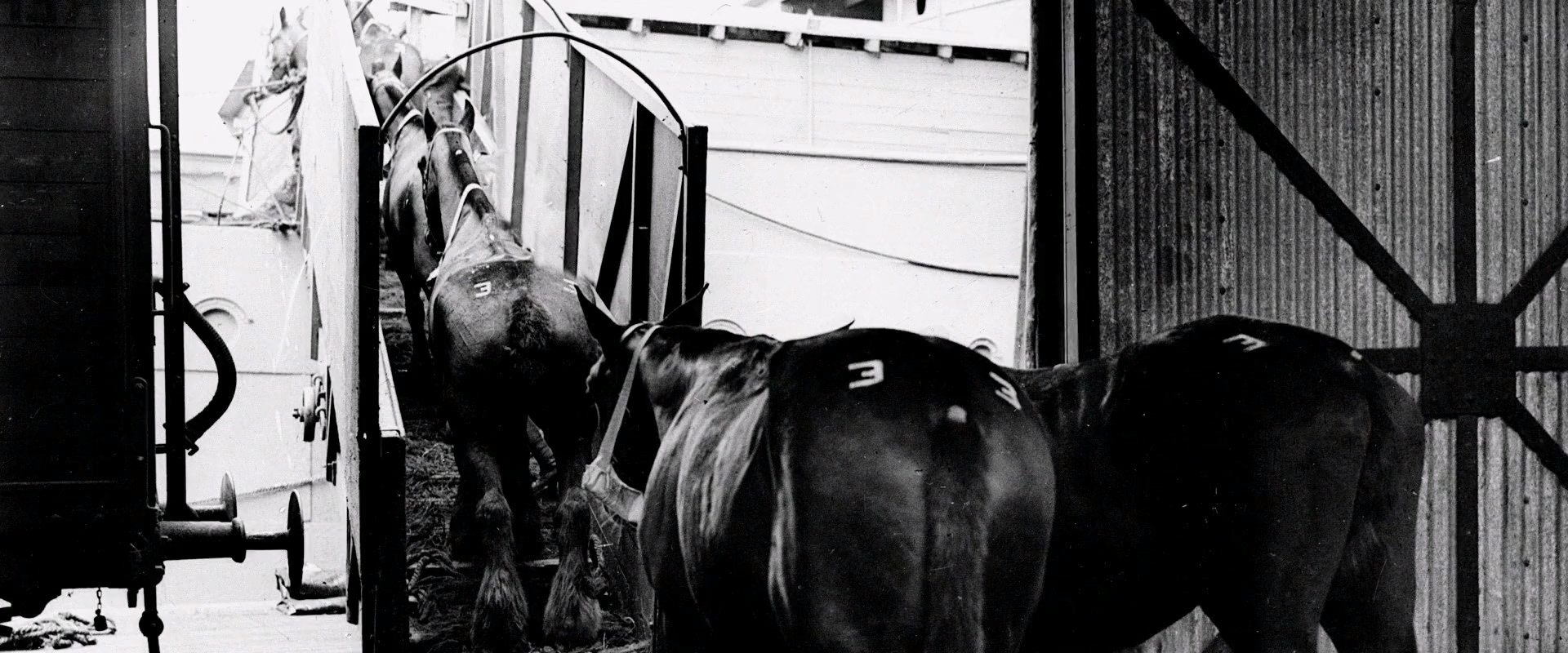 Clydesdale: Saving the Greatest Horse