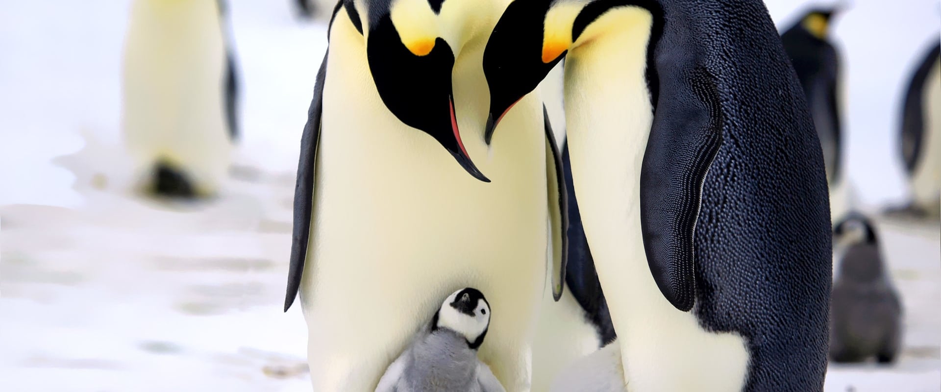 Pinguine hautnah