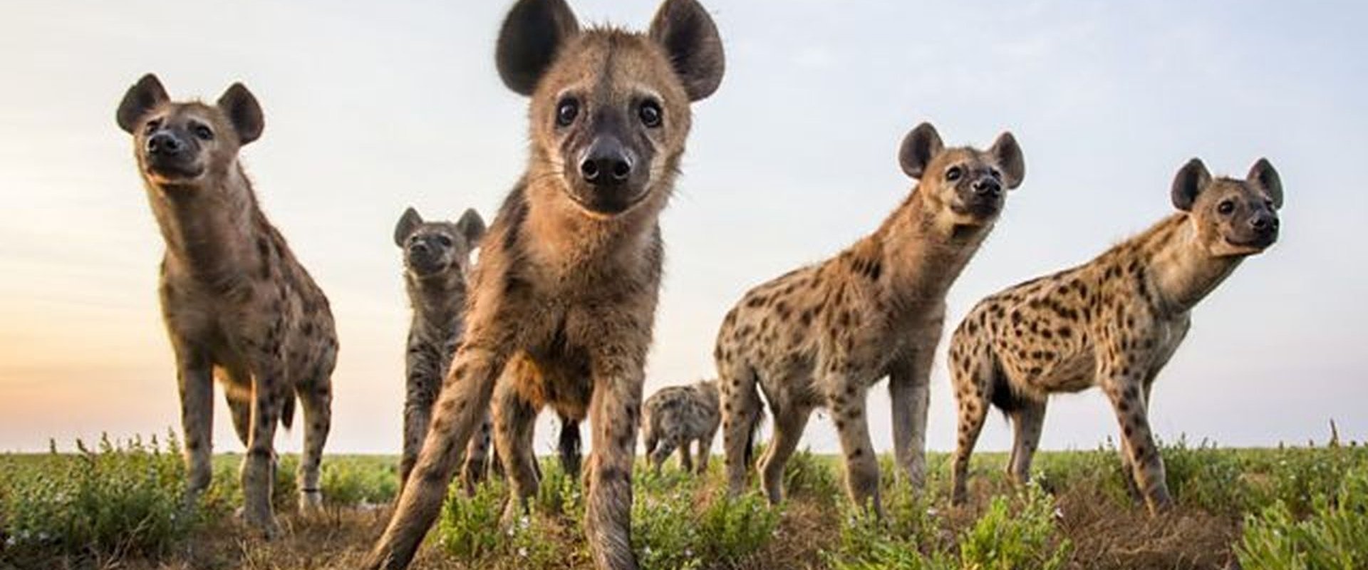 World's Sneakiest Animals
