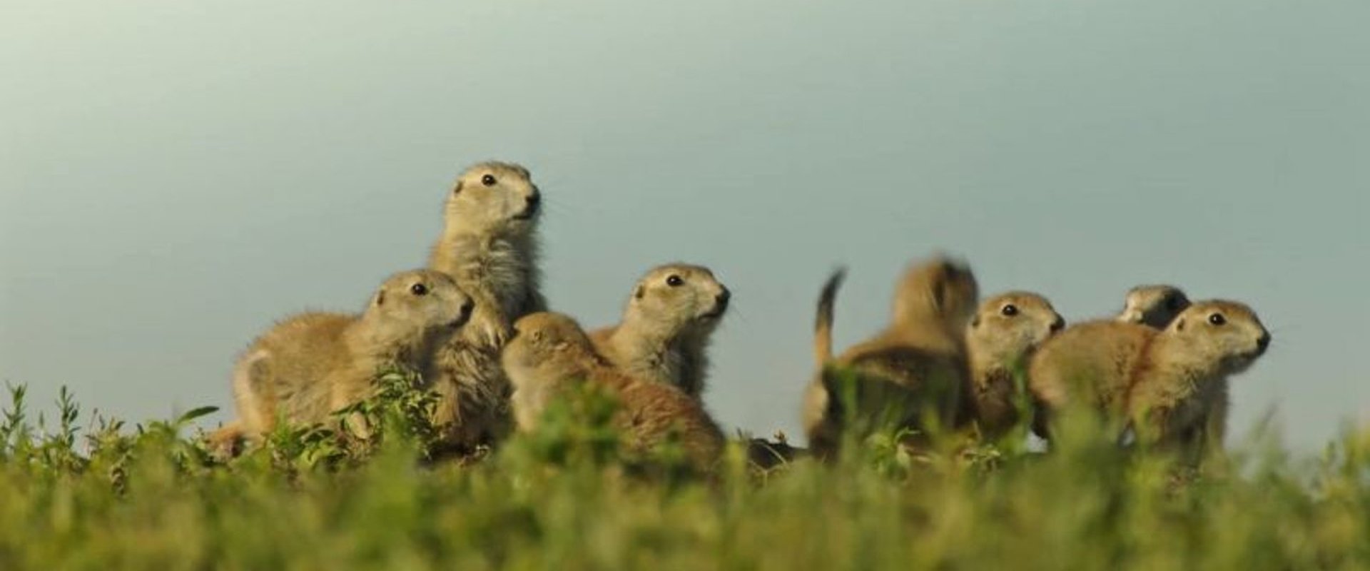Going Nuts: Tales from the Squirrel World