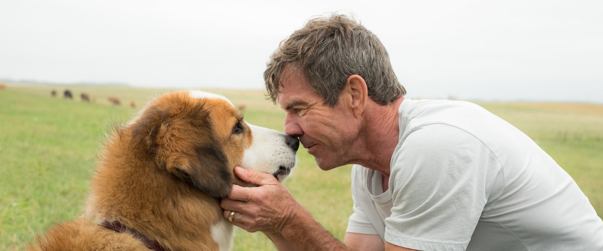 A Dog's Purpose