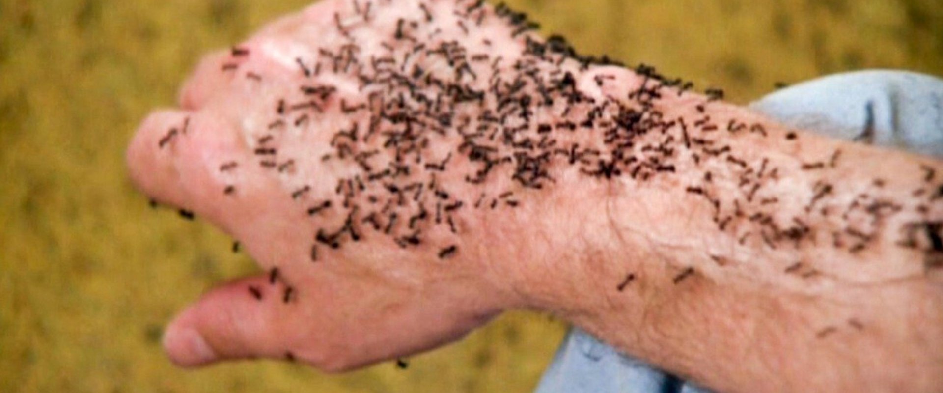 Ants!