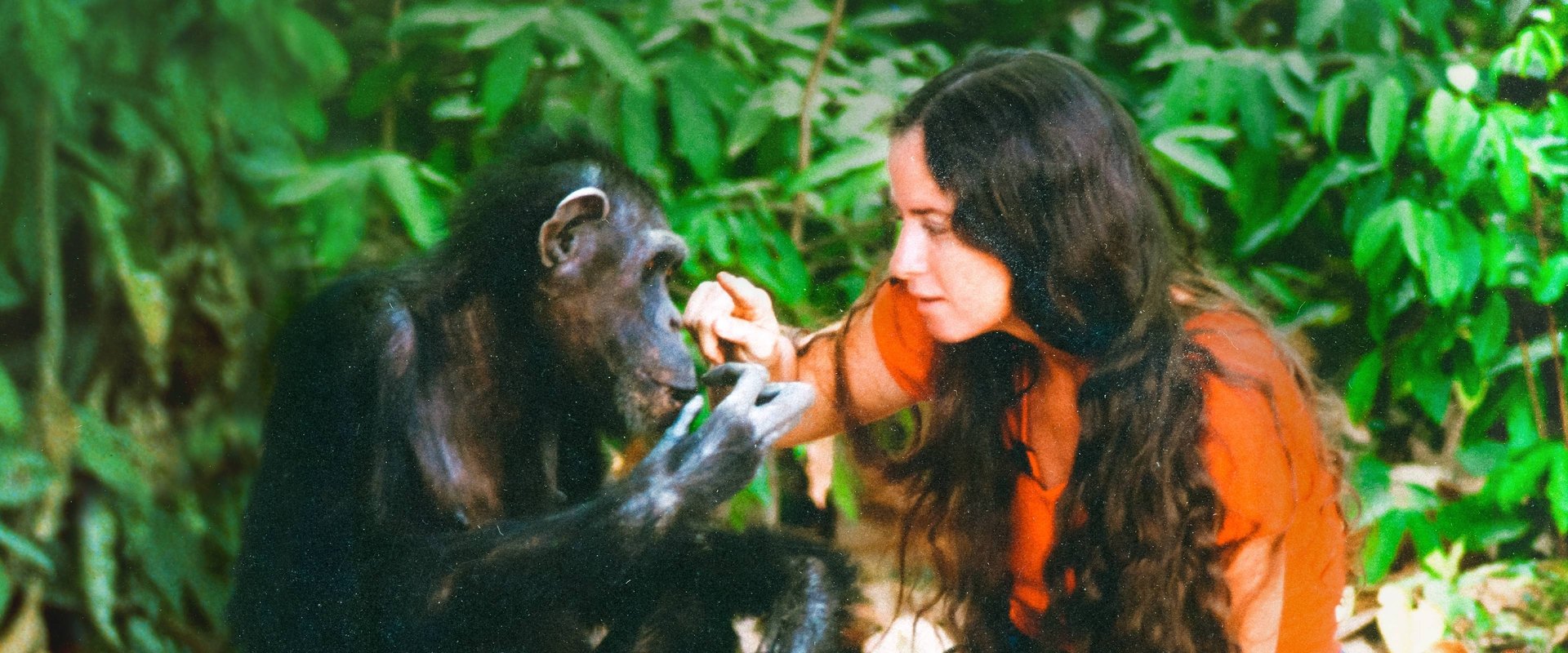 Lucy the Human Chimp