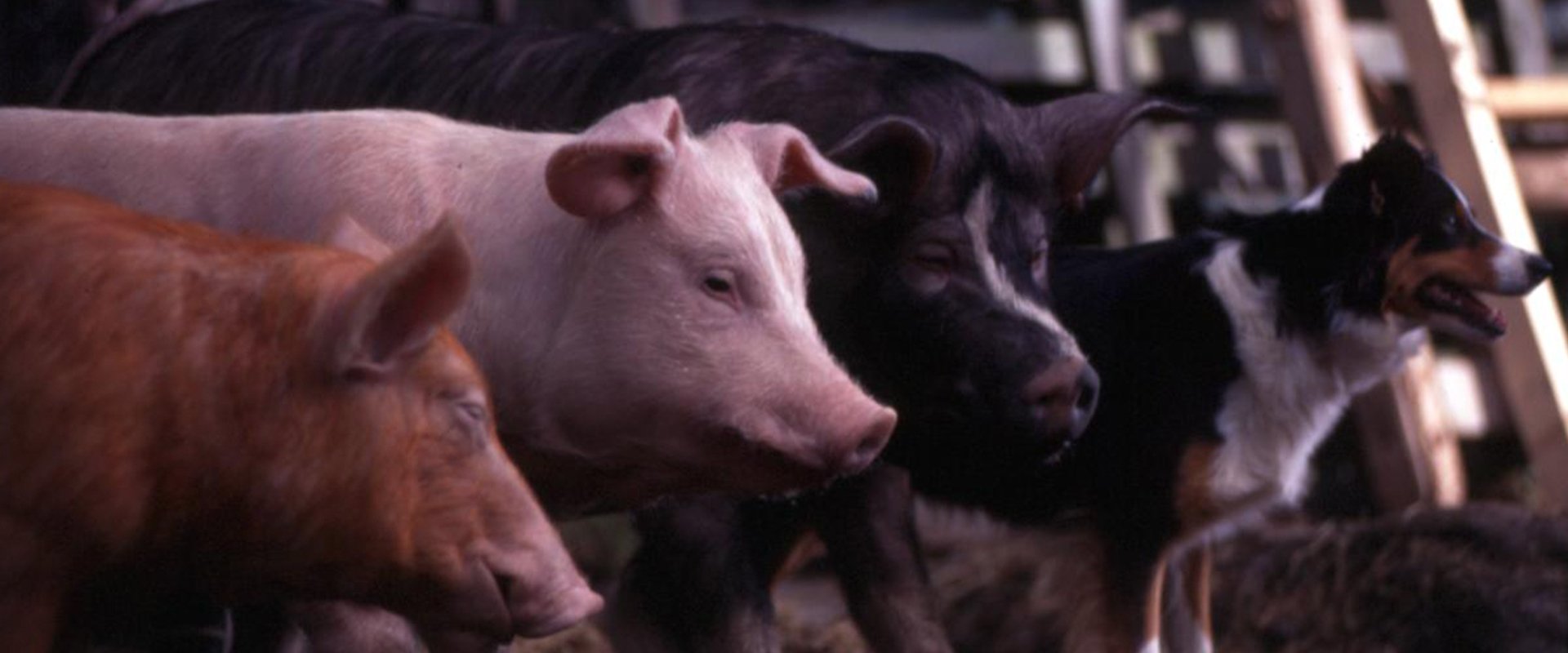 Animal Farm