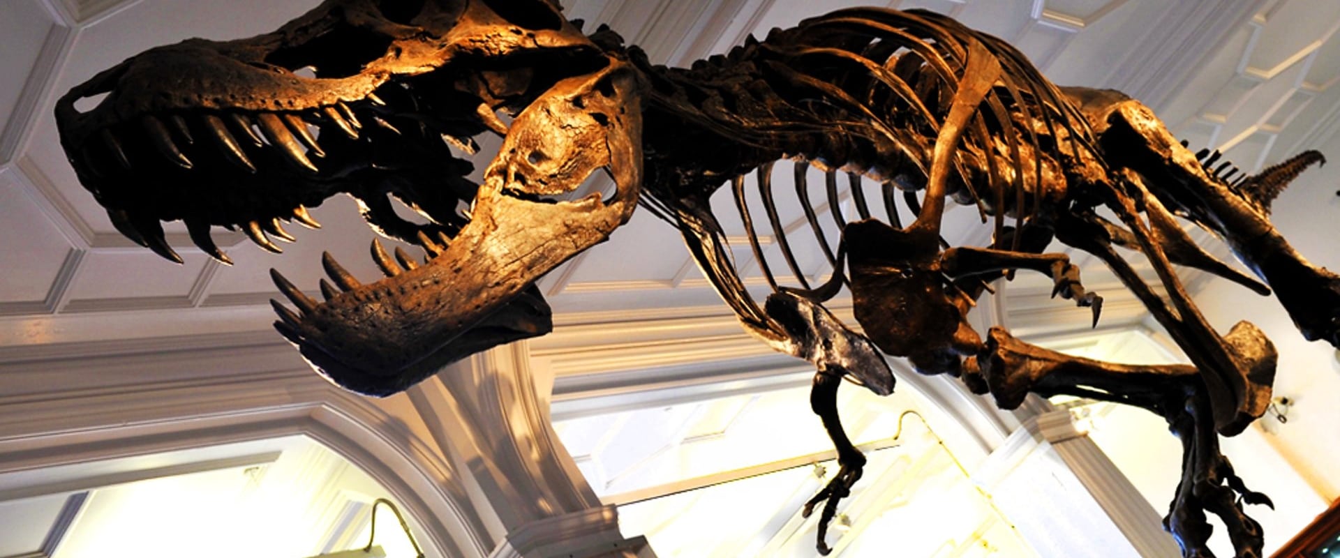 How to Build a Dinosaur