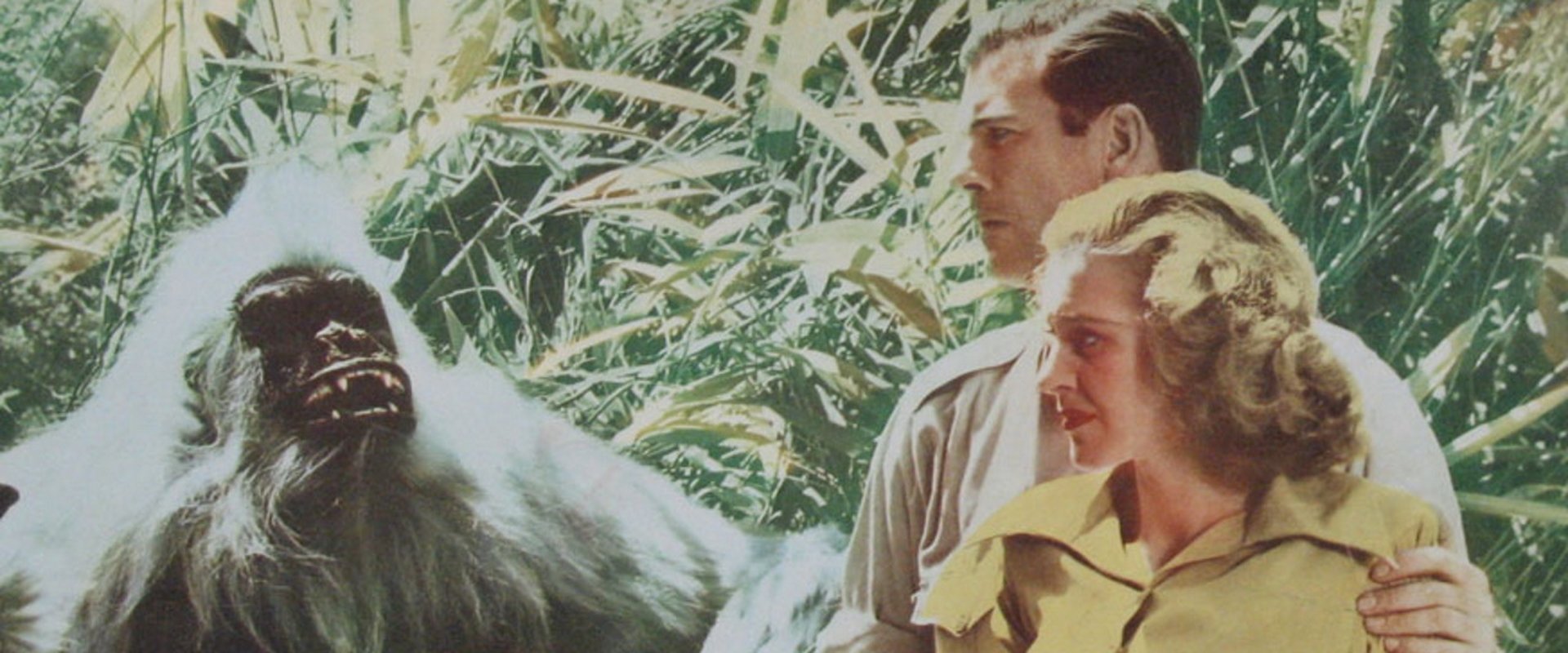 White Pongo