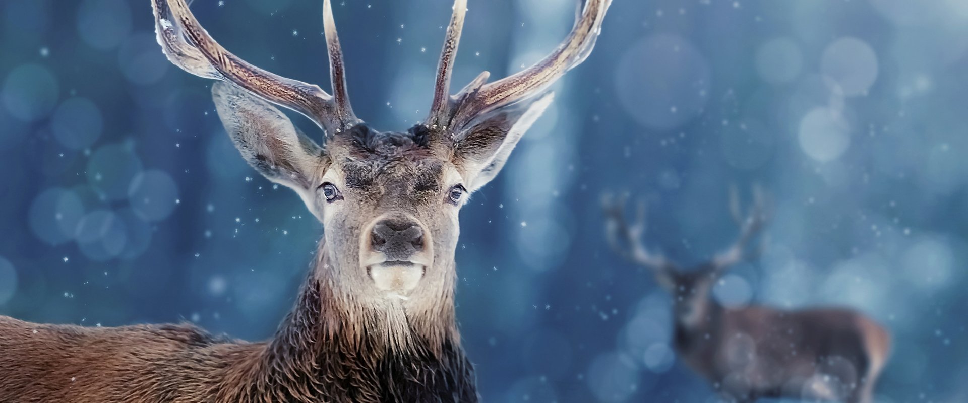 Snow Animals