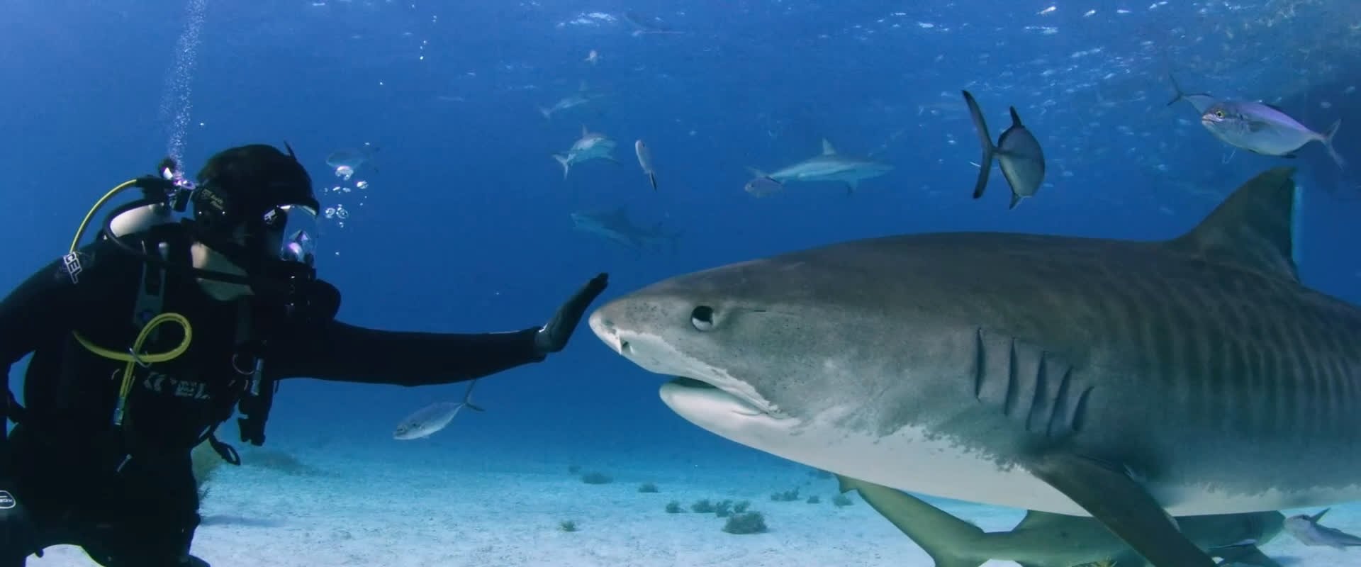Fin