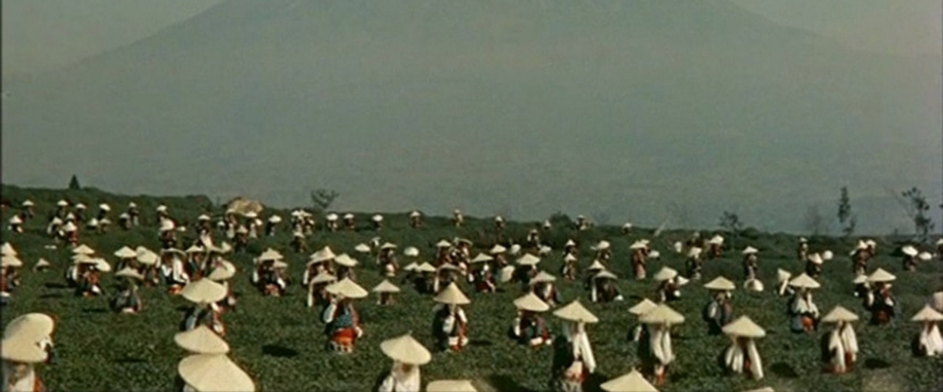 ひばりの森の石松