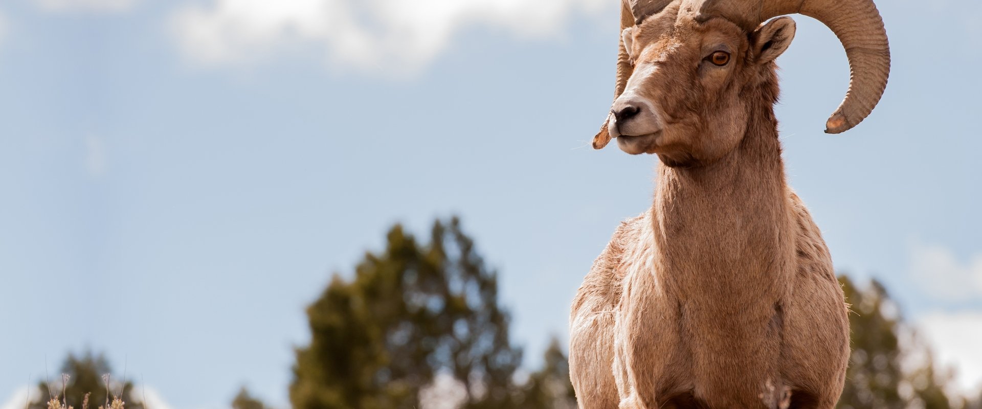 America's Greatest Animals