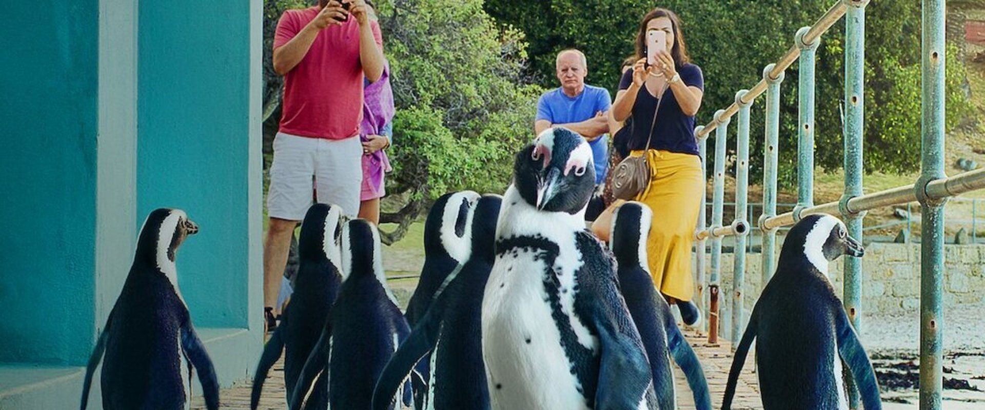 Penguen Kolonisi dizisi için arka plan görseli
