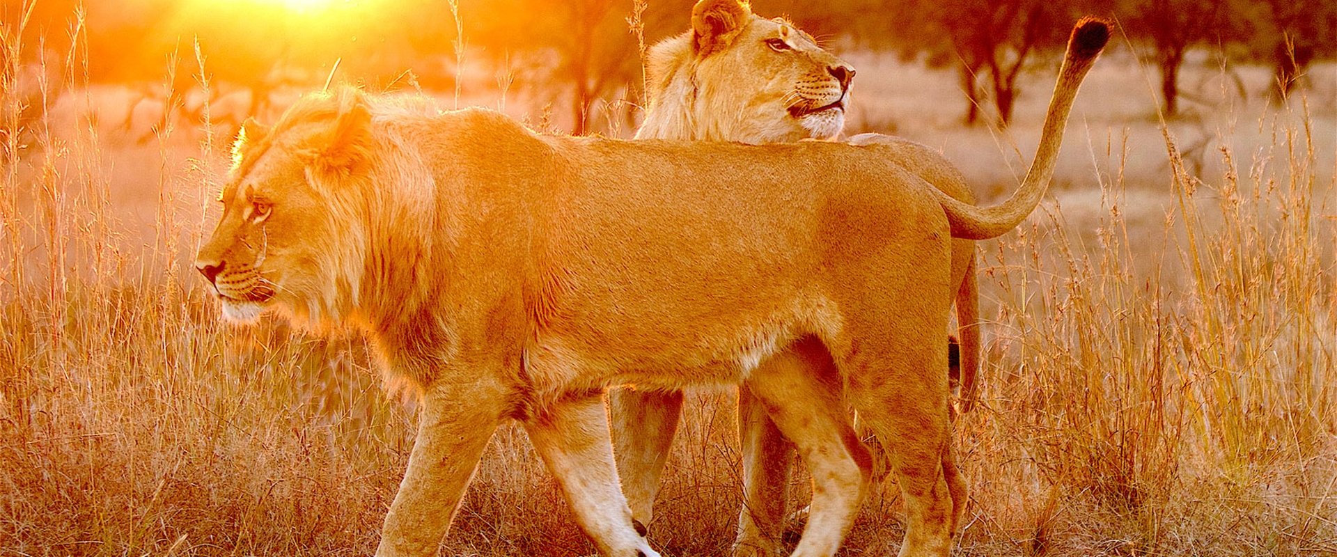Lion Spy