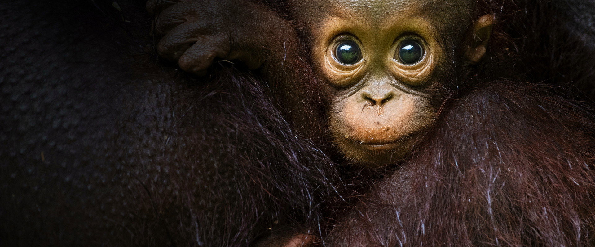 Eden: Untamed Planet's banner image