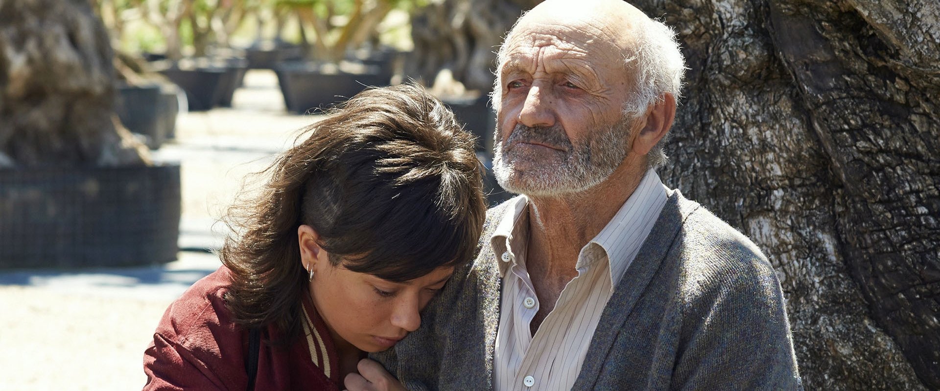 Zeytin Ağacı filmi için arka plan görseli