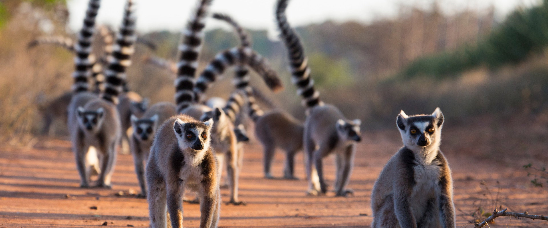 Gangs of Lemur Island