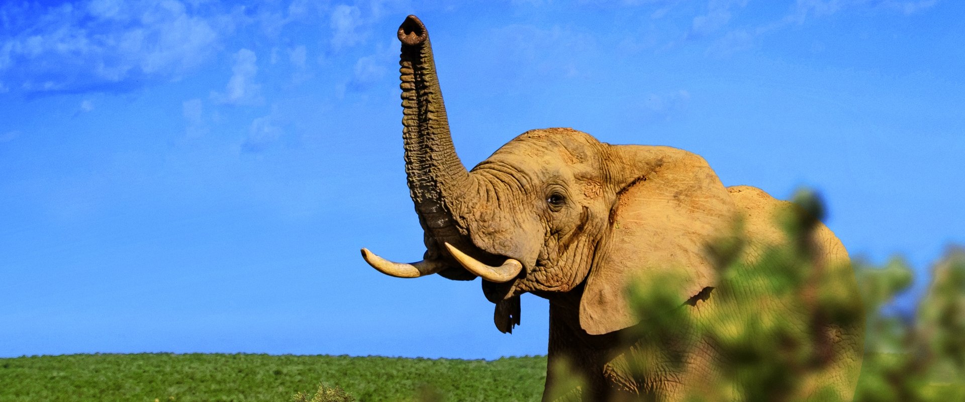 Gorongosa: Paradise Reborn