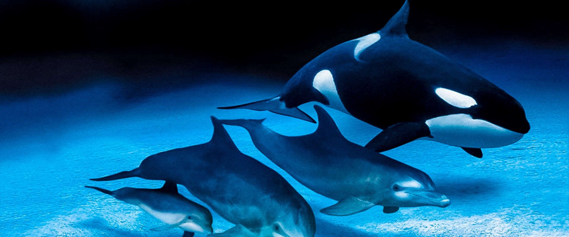 IMAX Dolphins and Whales: Tribes of the Ocean
