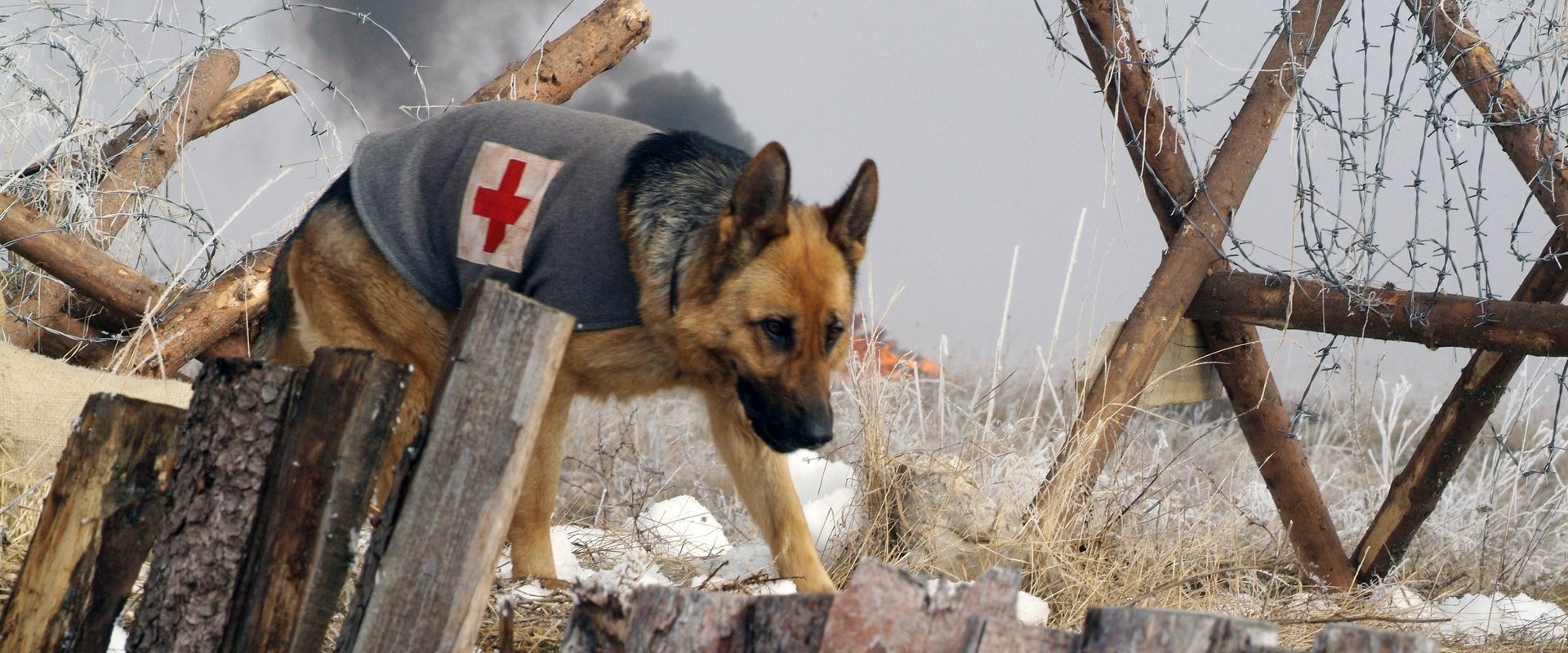 Finding Rin Tin Tin